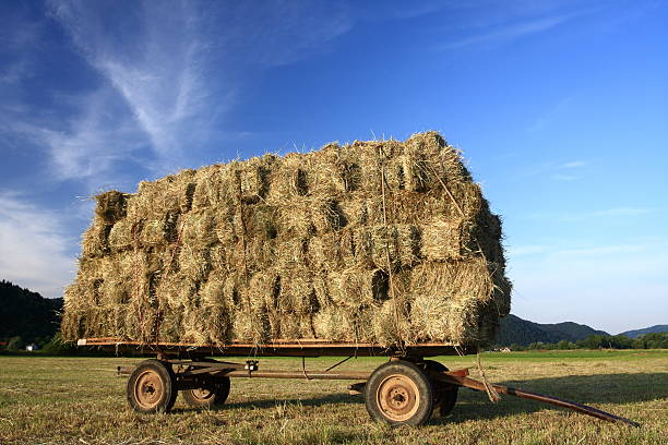 istock Trailer full of hay 173902953