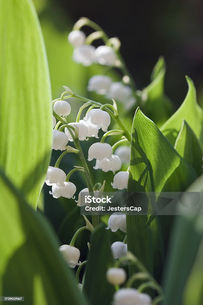 Sweet Lily Close-up of a lily of the valley in the sunlight. Back Lit Stock Photo