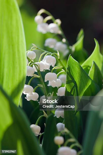 Sweet Lily Stock Photo - Download Image Now - Back Lit, Backgrounds, Bunch