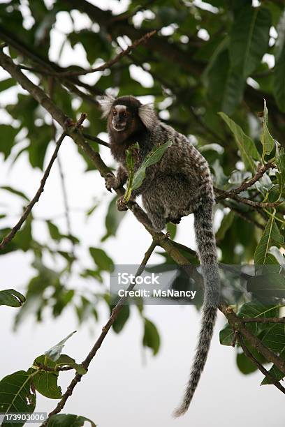 Monkey In A Tree Stock Photo - Download Image Now - Clambering, Primate, Alertness