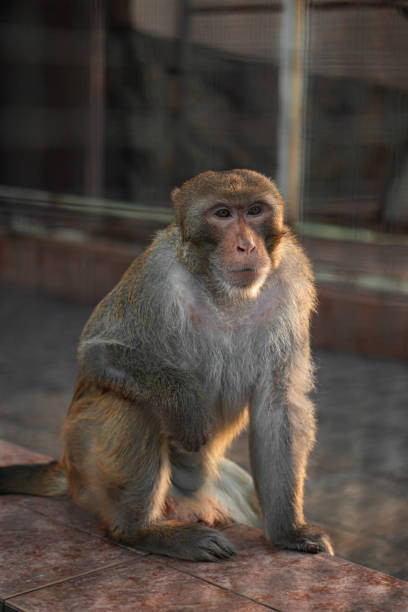istock Imprisoned Reflection: A Monkey in Zoo Captivity, Yearning for the Wild 1739032586