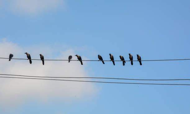 istock Many birds on the electric wires 1739033220
