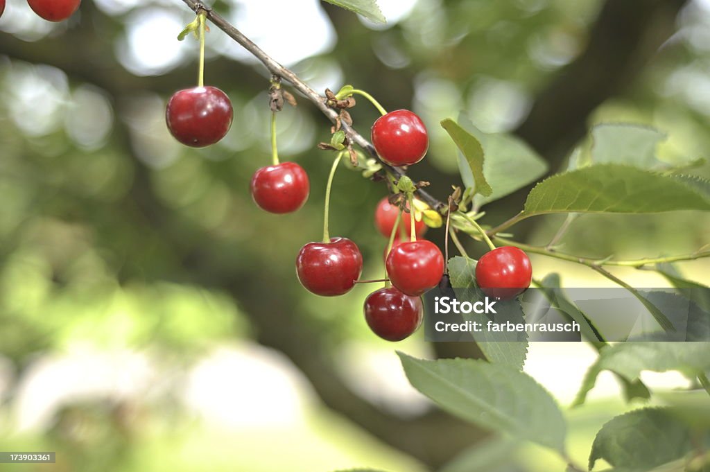 cherry árvore de - Foto de stock de Agricultura royalty-free