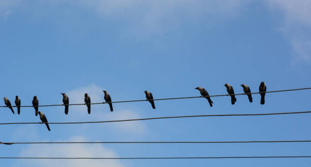 istock Many birds on the electric wires 1739033741