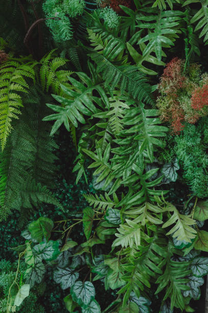 istock abstract green leaf texture, tropical leaf foliage nature dark green background 1739033758