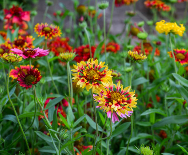 istock Yellow daisy flower blooming at the garden 1739033762