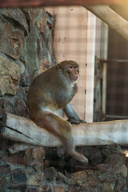 istock Captive Sorrow: A Melancholic Monkey Perched on a Log in Zoo Confinement 1739033898