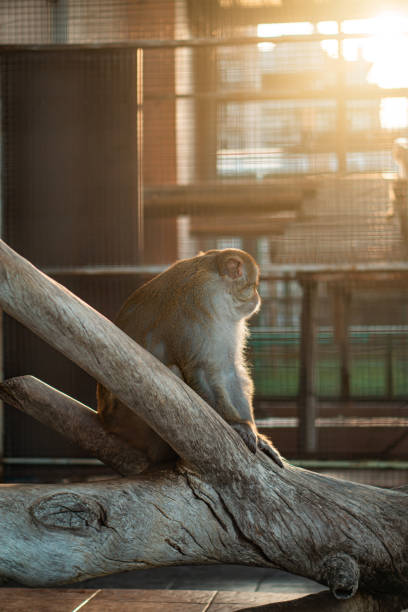 istock A Captive Monkey Expressing Sadness in the Zoo 1739033948