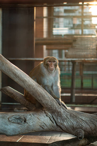istock Resigned to Captivity: A Sad Monkey in Zoo Enclosure 1739033976