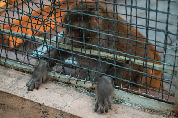 istock The monkey is pulling his paws out of the cage 1739034007