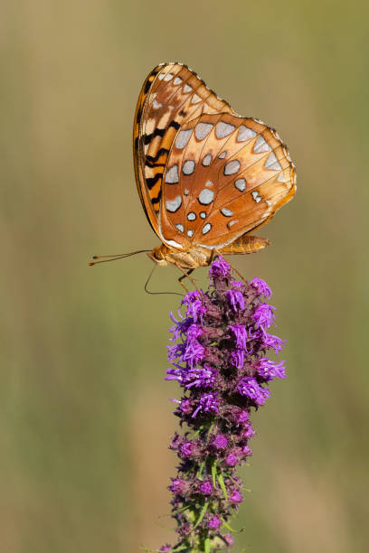 istock Great Spangled Fritillary, J.T. Nickel Preserve 1739034948