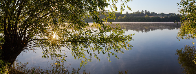 Pond with rising fog above the water and dense branches of the willows on shore on a foreground in sunny morning, panoramic view