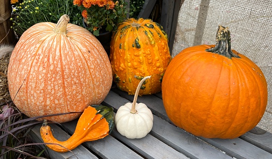 Photograph of a selection of pumpkins in a variety of sizes, shapes and colours. This display is placed on a rustic slatted wooden pallet. Fresh from the pumpkin patch. Fall pumpkins. Autumn pumpkins. Halloween display of pumpkins. Seasonal display for October. Harvest and Thanksgiving celebrations. Perfect for a Jack-o-lantern carving or festive display.