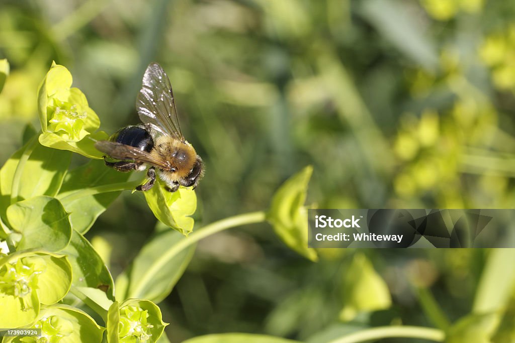 꿀벌 pollinating spurge 유포로비아 esula 무성한 - 로열티 프리 0명 스톡 사진