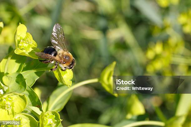 꿀벌 Pollinating Spurge 유포로비아 Esula 무성한 0명에 대한 스톡 사진 및 기타 이미지 - 0명, 노랑, 녹색