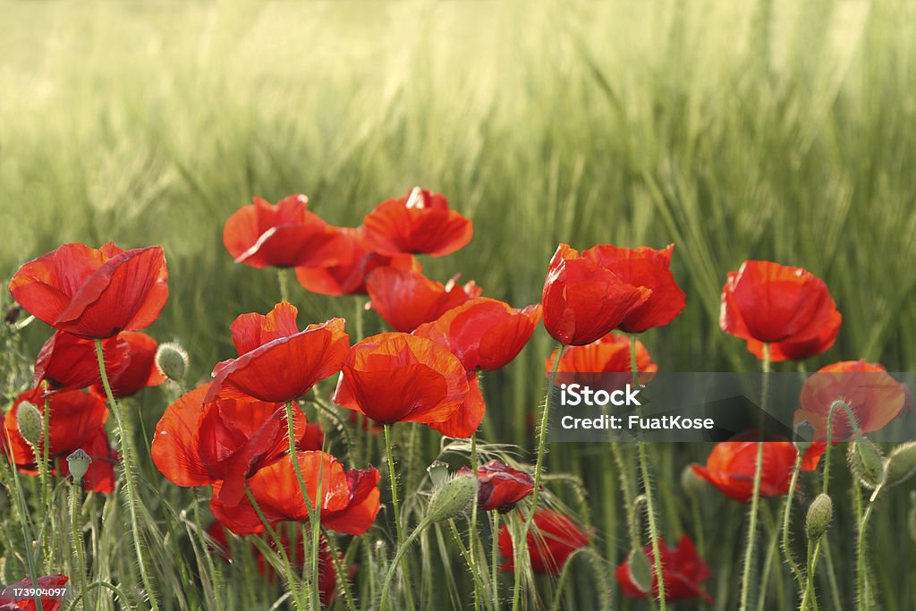 Campo de amapolas - Foto de stock de Aire libre libre de derechos