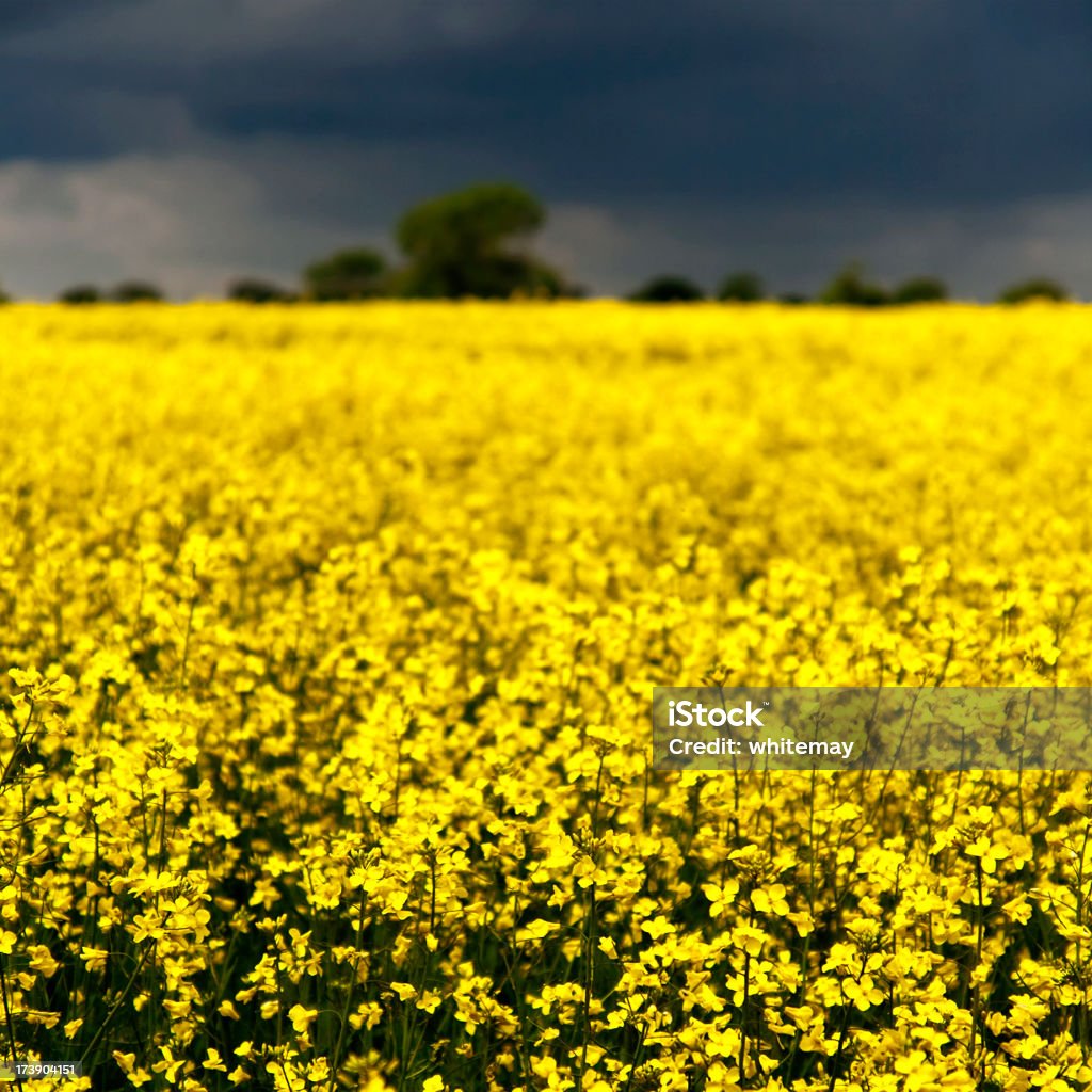 Colza y nubes de tormenta - Foto de stock de Agricultura libre de derechos