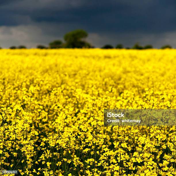 Foto de A Colza E Nuvens De Tempestade e mais fotos de stock de Agricultura - Agricultura, Ajardinado, Amarelo