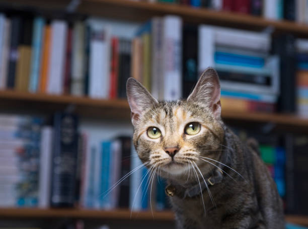 istock Cat Amongst The Books 173904242