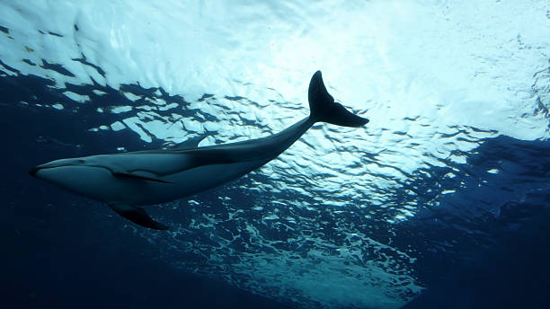 Underside view of a large whale swimming in the ocean stock photo