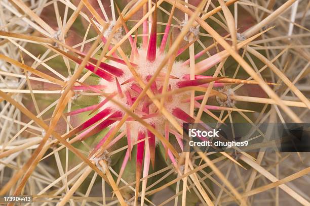 Closeup Of 침실마다 정교하게 짜여진 캐터스 Thorns 0명에 대한 스톡 사진 및 기타 이미지 - 0명, 가시, 멕시코만 연안 주