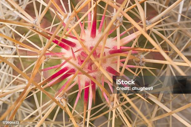 Closeup Of Intricately Woven Cactus Thorns Stock Photo - Download Image Now - Abstract, Backgrounds, Beauty In Nature