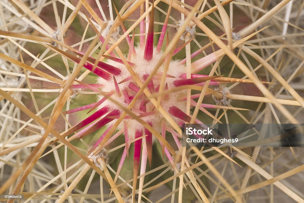 Close-up de Intricately Woven Thorns Cato - Royalty-free Abstrato Foto de stock