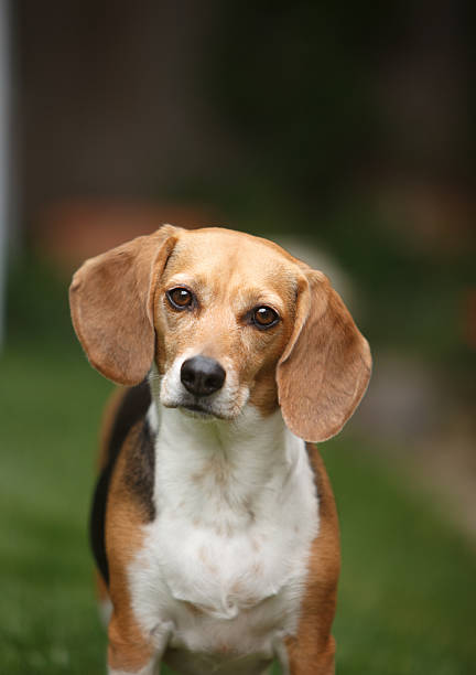 Beagle Portrait in Outdoors Setting stock photo