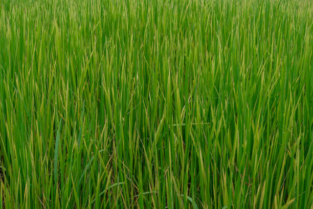 istock Rice fields lack water because there has been no rain for a long time, causing the leaves of the rice plants to wither and lack nutrients. 1739046009