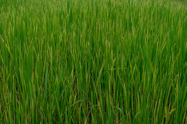 istock Rice fields lack water because there has been no rain for a long time, causing the leaves of the rice plants to wither and lack nutrients. 1739046070