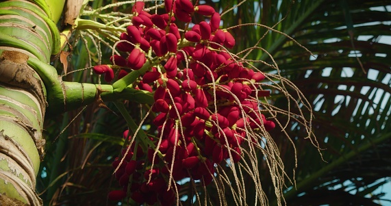 Close-up of Red betel nut on Areca palm tree. Fruits ripen on a tree in the wild. Bunch swaying in the wind. South Asia.