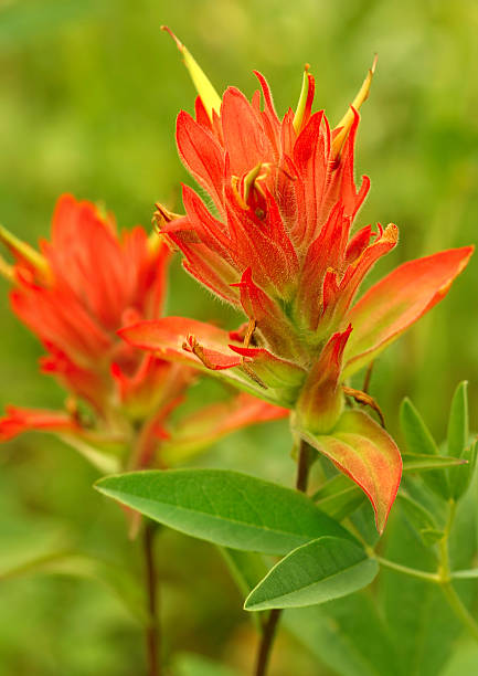 castilléjie fleur - indian paintbrush photos et images de collection