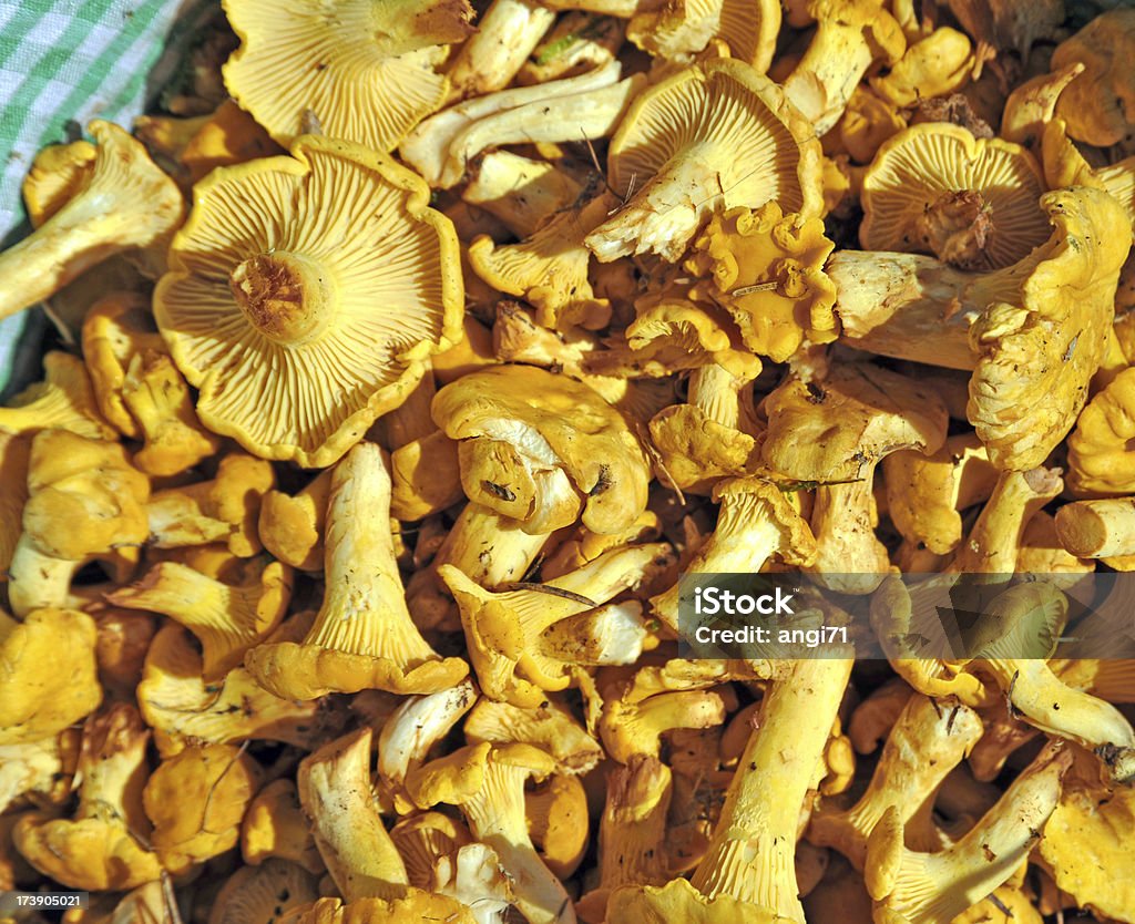 Cogumelo Chanterelle - Royalty-free Amarelo Foto de stock