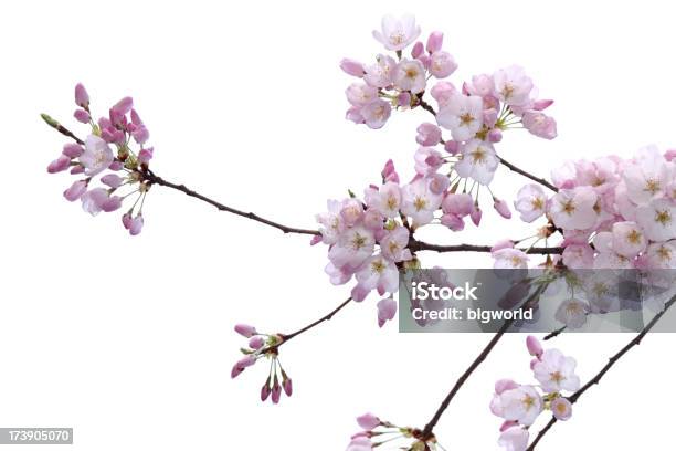 Kirschblüte Isoliert Auf Weiss Stockfoto und mehr Bilder von Ast - Pflanzenbestandteil - Ast - Pflanzenbestandteil, Baumblüte, Blume