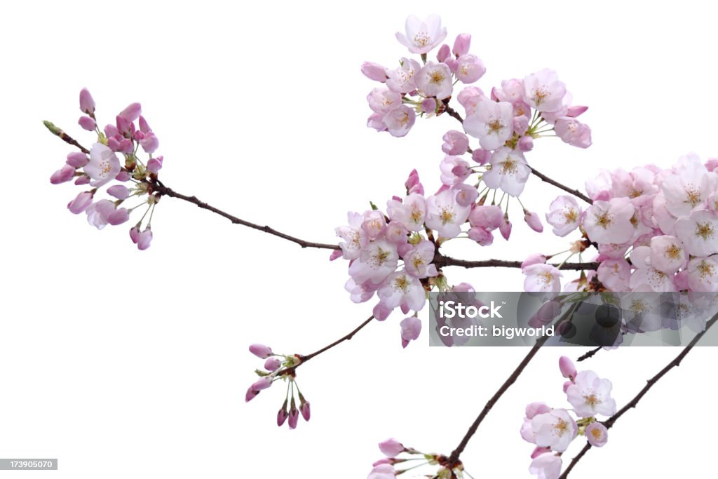 Flor de cerejeira Isolado no branco - Foto de stock de Beleza natural - Natureza royalty-free