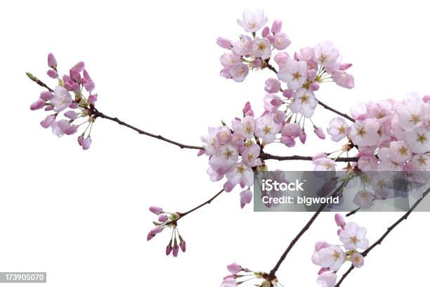 Foto de Flor De Cerejeira Isolado No Branco e mais fotos de stock de Beleza natural - Natureza - Beleza natural - Natureza, Botão - Estágio de flora, Cabeça da flor