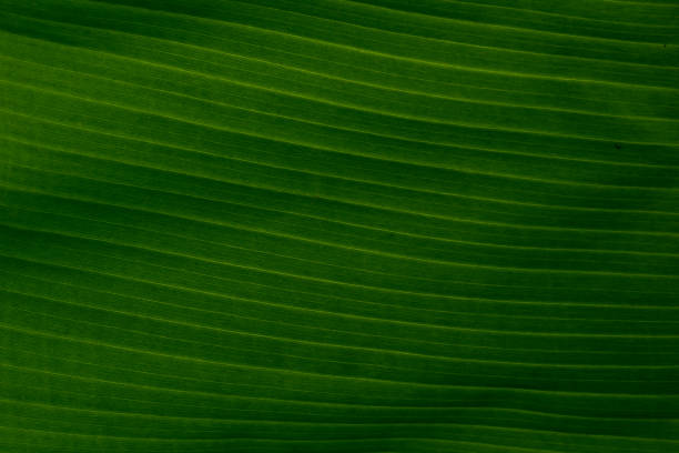 istock Green banana leaf texture background. 1739051150