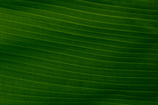 Green banana leaf texture background.