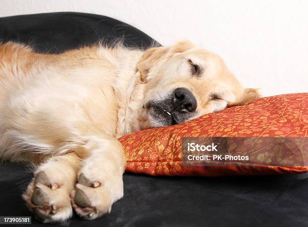 Schlafen Golden Retriever Stockfoto und mehr Bilder von Auf der Seite liegen - Auf der Seite liegen, Domestizierte Tiere, Entspannung