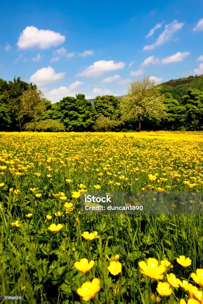 夏の花の牧草地 - イングランドのロイヤリティフリーストックフォト