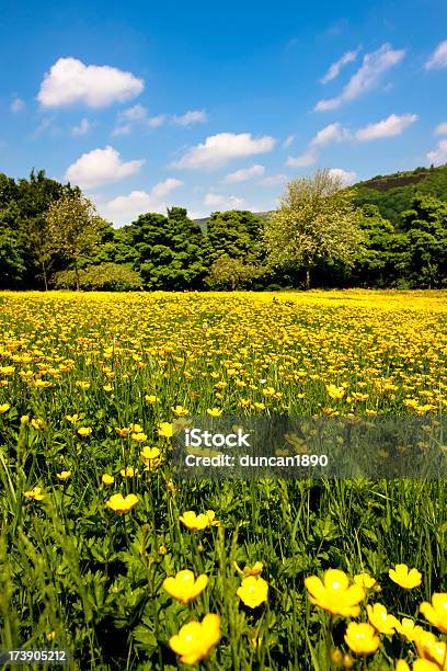 夏の花の牧草地 - イングランドのストックフォトや画像を多数ご用意 - イングランド, ウェストヨークシャー, キンポウゲ