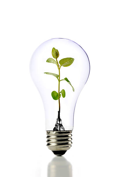 istock Green plant in light bulb on white background 173905287