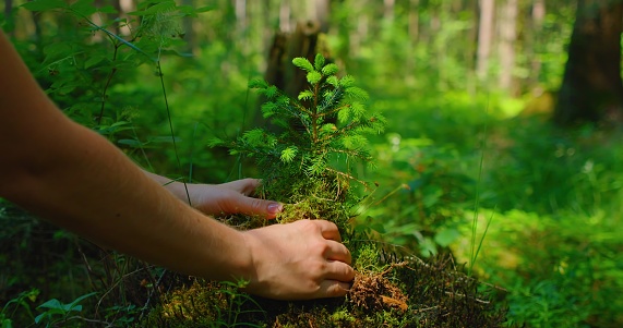Female hand holding sprout wilde pine tree in nature green forest. Earth Day save environment concept. Growing seedling forester. Protection world planet.