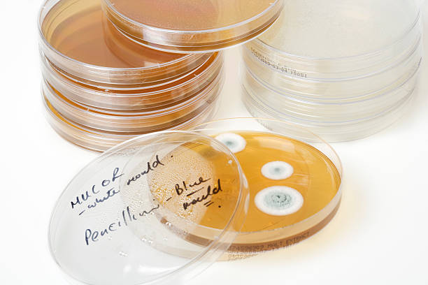 petri plates with bacteria and moulds petri dishes with penicillin and white mould growths petri dish photos stock pictures, royalty-free photos & images