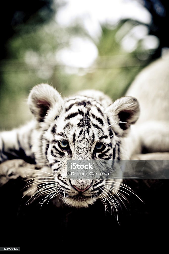 Young blanco tigre de bengala - Foto de stock de Animal libre de derechos