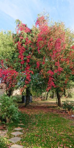 istock Colors of Nature, Autumn. 1739055162