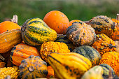 Different pumpkin varieties isolated against green background