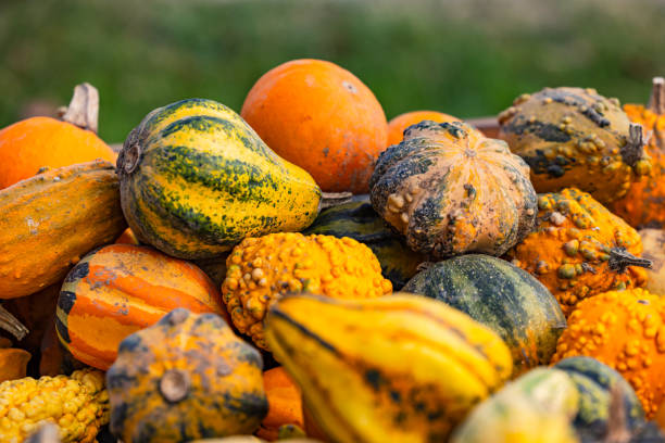 Different pumpkin varieties isolated against green background stock photo