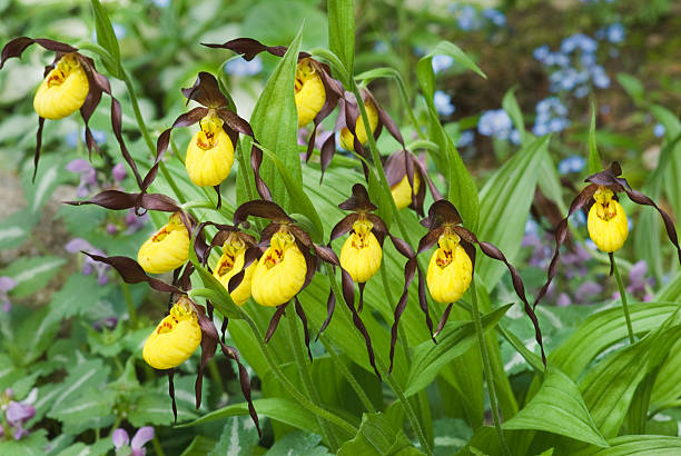 istock ladys slipper - large clump 173905710