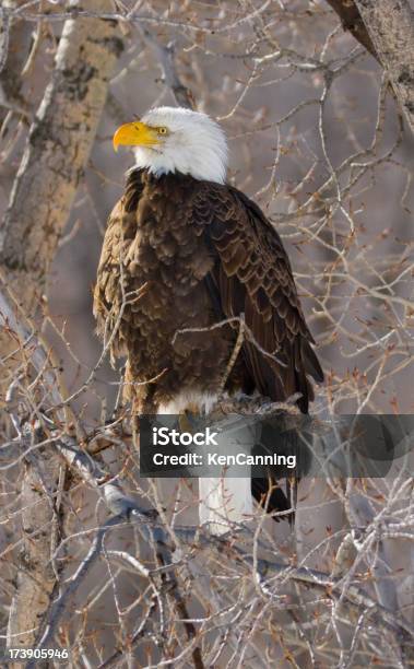 Bald Eagle Perched In Tree Stock Photo - Download Image Now - Animal Wildlife, Bald Eagle, Bird